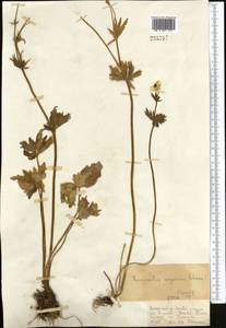 Ranunculus songoricus Schrenk, Middle Asia, Dzungarian Alatau & Tarbagatai (M5) (Kazakhstan)