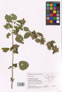 MHA 0 154 726, Ballota nigra L., Eastern Europe, Central region (E4) (Russia)