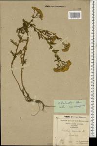Achillea arabica Kotschy, Caucasus, Georgia (K4) (Georgia)