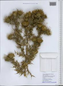 Lophiolepis ciliata subsp. ciliata, Caucasus, Black Sea Shore (from Novorossiysk to Adler) (K3) (Russia)
