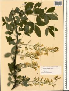 Laburnum anagyroides Medik., Caucasus, Black Sea Shore (from Novorossiysk to Adler) (K3) (Russia)