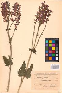 MHA 0 156 271, Salvia pratensis L., Eastern Europe, Central forest-and-steppe region (E6) (Russia)