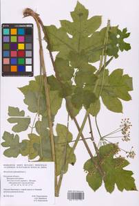 Heracleum sphondylium L., Eastern Europe, Central region (E4) (Russia)