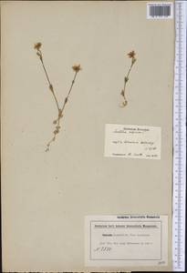 Cerastium alpinum L., America (AMER) (Canada)