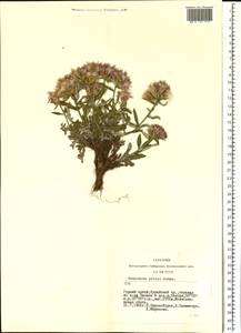 Saussurea pricei N. D. Simpson, Siberia, Altai & Sayany Mountains (S2) (Russia)