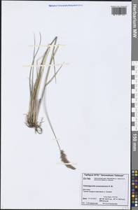 Calamagrostis purpurascens R.Br., Siberia, Central Siberia (S3) (Russia)