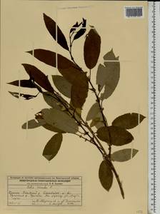 Salix triandra L., Eastern Europe, Volga-Kama region (E7) (Russia)