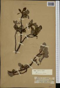 Salix arctica Pall., Siberia, Chukotka & Kamchatka (S7) (Russia)