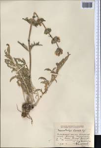 Phlomoides iliensis (Regel) Adylov, Kamelin & Makhm., Middle Asia, Dzungarian Alatau & Tarbagatai (M5) (Kazakhstan)