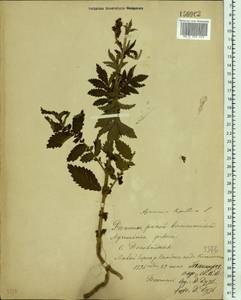 Agrimonia eupatoria L., Eastern Europe, Rostov Oblast (E12a) (Russia)