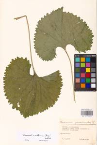 Doronicum plantagineum L., Eastern Europe, Moscow region (E4a) (Russia)