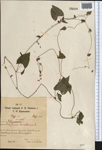 Fallopia dumetorum (L.) Holub, Middle Asia, Northern & Central Kazakhstan (M10) (Kazakhstan)