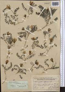 Astragalus tibetanus Benth. ex Bunge, Middle Asia, Pamir & Pamiro-Alai (M2) (Uzbekistan)