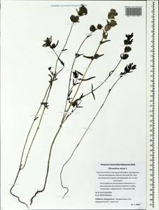 Rhinanthus minor L., Eastern Europe, North-Western region (E2) (Russia)