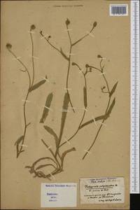 Hedypnois rhagadioloides (L.) F. W. Schmidt, Western Europe (EUR) (Italy)