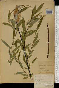 Salix acutifolia Willd., Eastern Europe, Central forest-and-steppe region (E6) (Russia)