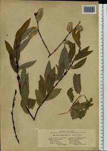 Salix gmelinii Pall., Eastern Europe, Latvia (E2b) (Latvia)