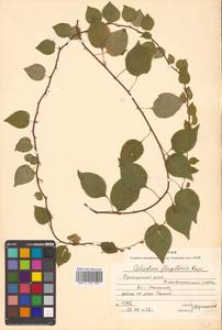 Celastrus flagellaris Rupr., Siberia, Russian Far East (S6) (Russia)