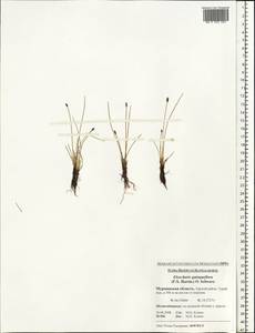 Eleocharis quinqueflora (Hartmann) O.Schwarz, Eastern Europe, Northern region (E1) (Russia)