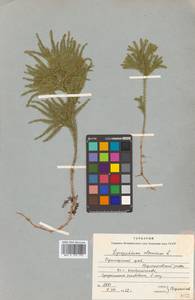 Dendrolycopodium obscurum (L.) A. Haines, Siberia, Russian Far East (S6) (Russia)