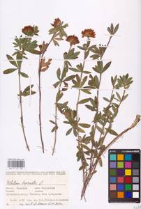 Trifolium lupinaster L., Eastern Europe, Eastern region (E10) (Russia)