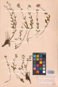 Helianthemum nummularium subsp. obscurum (Pers. ex Wahlenb.) Holub, Eastern Europe, North Ukrainian region (E11) (Ukraine)