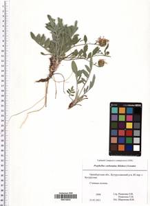 Psephellus carbonatus (Klokov) Greuter, Eastern Europe, Eastern region (E10) (Russia)