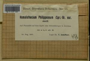 Homalothecium philippeanum (Spruce) Schimp., Bryophytes, Bryophytes - Western Europe (BEu) (Germany)