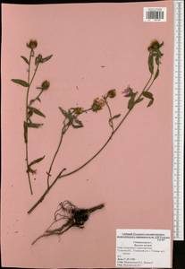 Centaurea jacea L., Eastern Europe, Central region (E4) (Russia)