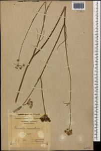 Oenanthe pimpinelloides L., Caucasus, Black Sea Shore (from Novorossiysk to Adler) (K3) (Russia)