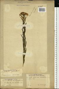 Galatella sedifolia subsp. sedifolia, Eastern Europe, Volga-Kama region (E7) (Russia)