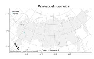 Calamagrostis caucasica Trin., Atlas of the Russian Flora (FLORUS) (Russia)