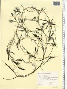 Ranunculus kauffmanii P. Clerc, Eastern Europe, Western region (E3) (Russia)