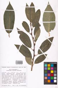 Salix pentandra L., Eastern Europe, Moscow region (E4a) (Russia)