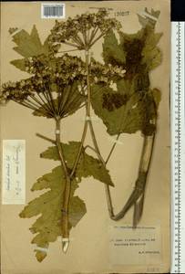 Heracleum dissectum Ledeb., Siberia, Yakutia (S5) (Russia)