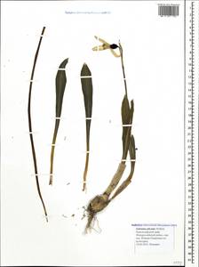Galanthus plicatus M.Bieb., Caucasus, Black Sea Shore (from Novorossiysk to Adler) (K3) (Russia)