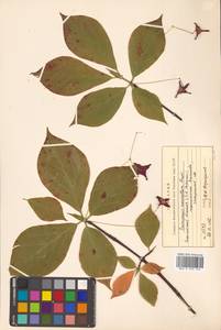 Euonymus macropterus Rupr., Siberia, Russian Far East (S6) (Russia)