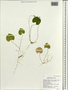 Viola epipsila subsp. repens (Turcz.) W. Becker, Mongolia (MONG) (Mongolia)