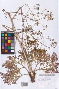 Ferula caspica M. Bieb., Eastern Europe, Eastern region (E10) (Russia)