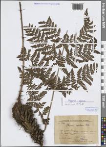 Dryopteris expansa (C.Presl) Fraser-Jenk. & Jermy, Siberia, Russian Far East (S6) (Russia)