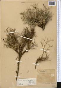 Ramaliella acanthoclada (Franch.) Yild., Middle Asia, Pamir & Pamiro-Alai (M2)
