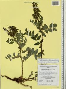 Astragalus frigidus (L.) A. Gray, Eastern Europe, Northern region (E1) (Russia)