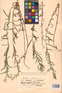 Achillea ptarmica L., Eastern Europe, North-Western region (E2) (Russia)
