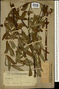 Salix excelsa J.F.Gmel., Caucasus, Azerbaijan (K6) (Azerbaijan)
