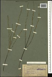 Thymelaea passerina (L.) Coss. & Germ., Caucasus, Armenia (K5) (Armenia)