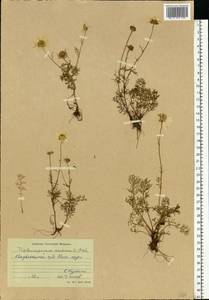 Tripleurospermum maritimum (L.) Koch, Eastern Europe, Northern region (E1) (Russia)