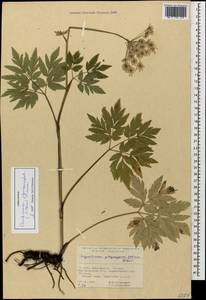 Selinum physospermifolium (Albov) Hand, Caucasus, Georgia (K4) (Georgia)