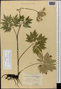 Selinum physospermifolium (Albov) Hand, Caucasus, Georgia (K4) (Georgia)