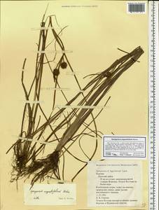 Sparganium angustifolium Michx., Eastern Europe, Northern region (E1) (Russia)