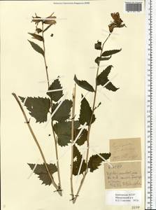 Campanula trachelium L., Eastern Europe, Eastern region (E10) (Russia)